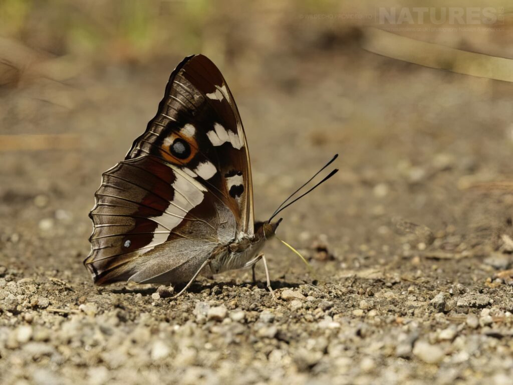 A Purple Emperor One Of The Subjects On Our Bulgarian Mountain Butterfly Macro Photography Tour