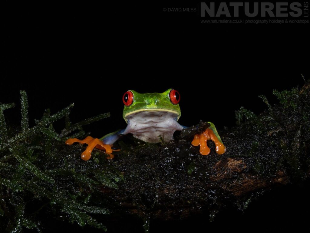 A Red Eyed Tree Frog Photographed In Costa Rica In November 2025 A Red-Eyed Tree Frog Photographed In Costa Rica
