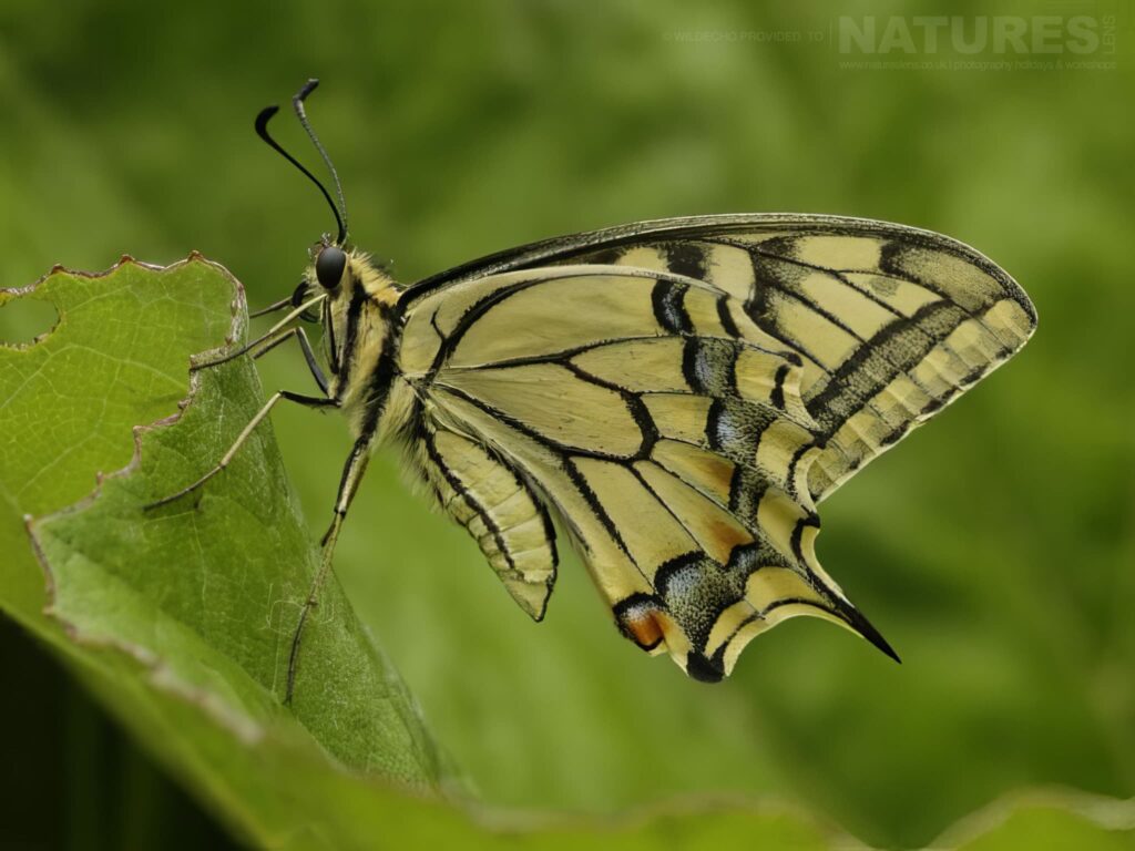 A Swallowtail One Of The Subjects On Our Bulgarian Mountain Butterfly Macro Photography Tour A Swallowtail Butterfly Photographed In Bulgaria