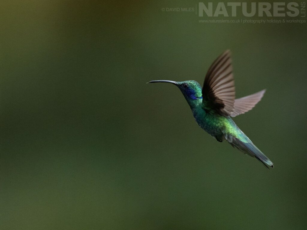 A Violetear Hummingbird Photographed In Costa Rica In November 2025 A Violetear Hummingbird Photographed In Costa Rica