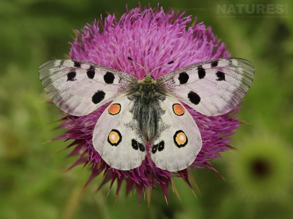 Photograph the Bulgarian Butterfly Macro with NaturesLens during 2027