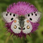 Macro Photography In Bulgaria