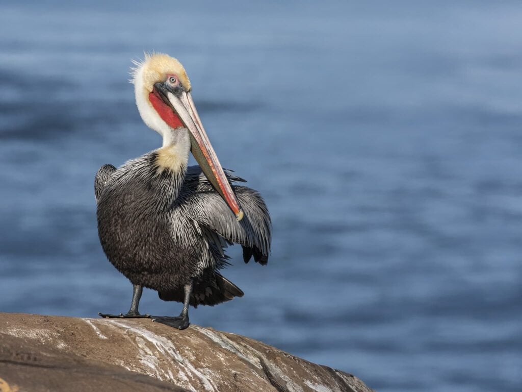 One of California's Brown Pelicans standing on coastal rock