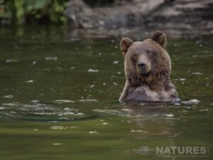 Brown Bear Standing In River Water