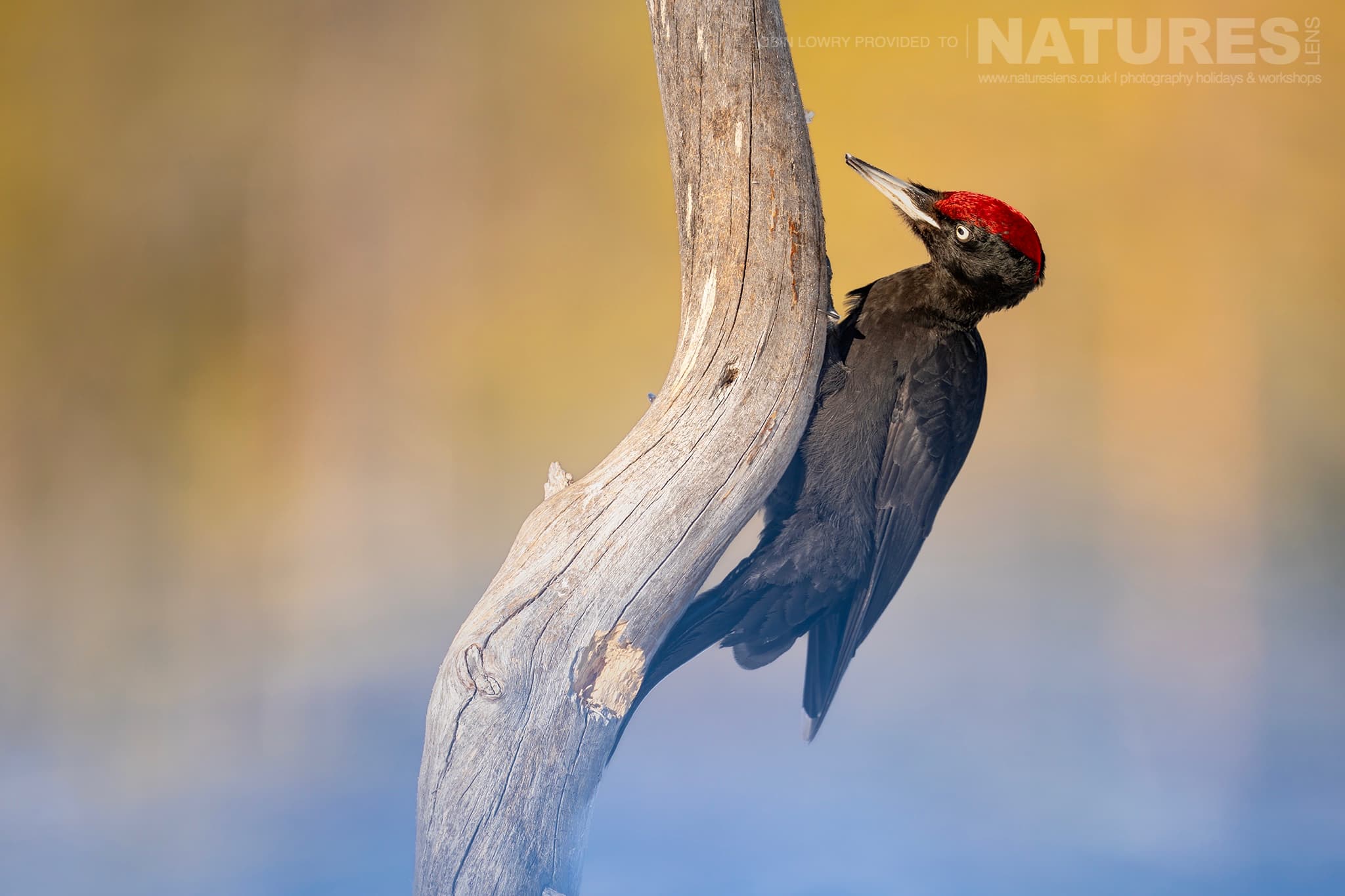 A Black Woodpecker Clinging To A Tree Trunk Photographed During The Natureslens Northern Swedens Eagles In Winter Photography Holiday A Black Woodpecker Clinging To A Tree Trunk Photographed During The Natureslens Northern Swedens Eagles In Winter Photography Holiday