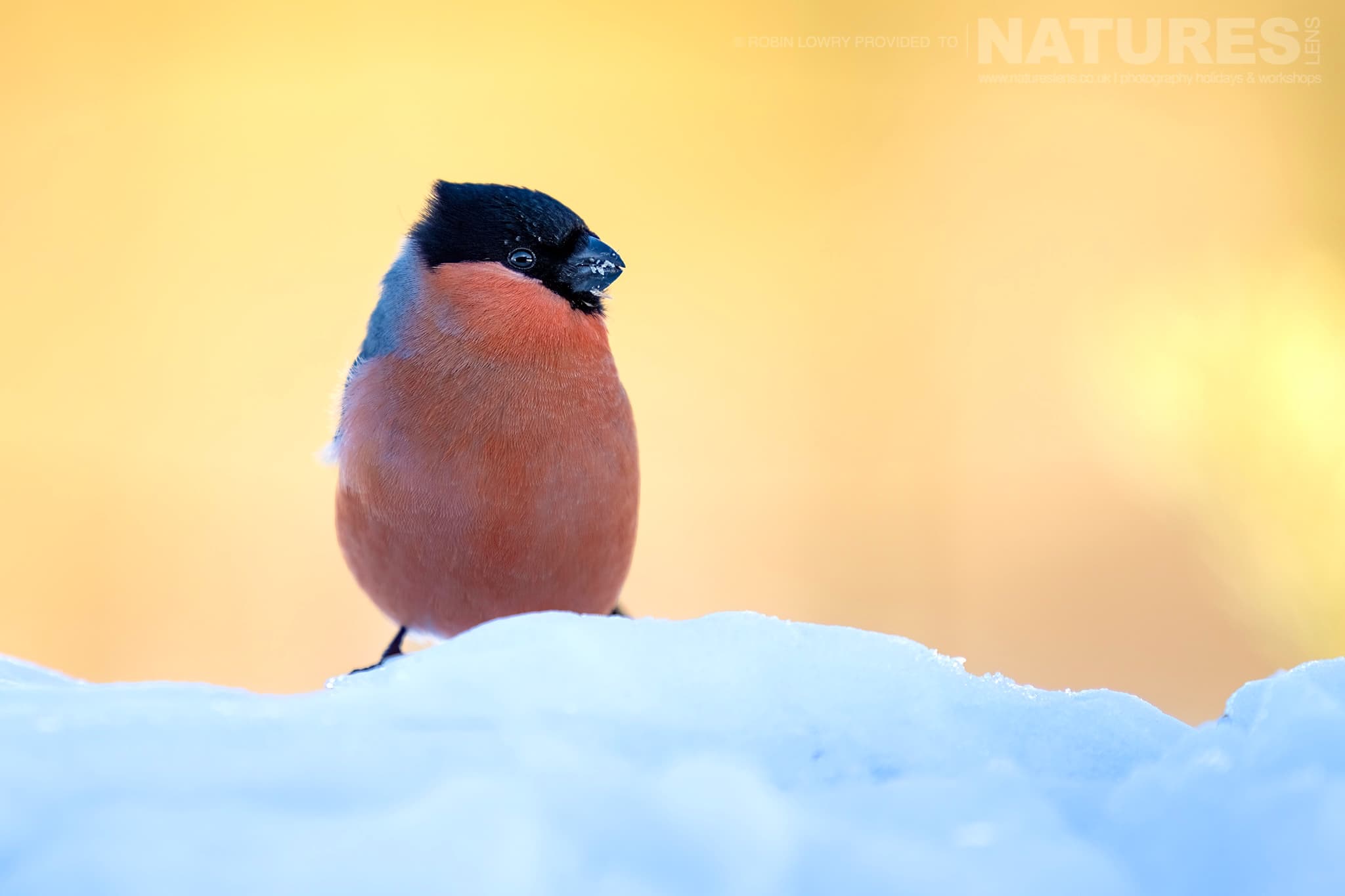 A Bullfinch Perched On Snowy Ground Photographed During The Natureslens Northern Swedens Eagles In Winter Photography Holiday A Bullfinch Perched On Snowy Ground Photographed During The Natureslens Northern Swedens Eagles In Winter Photography Holiday