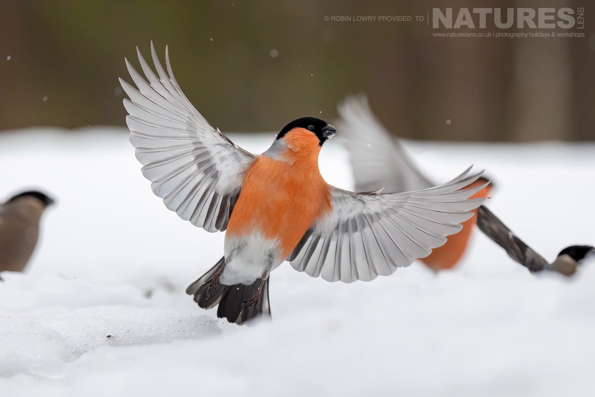 A Bullfinch Spreading Wings In Take Off From Snow Photographed During The Natureslens Northern Swedens Eagles In Winter Photography Holiday A Bullfinch Spreading Wings In Take Off From Snow Photographed During The Natureslens Northern Swedens Eagles In Winter Photography Holiday