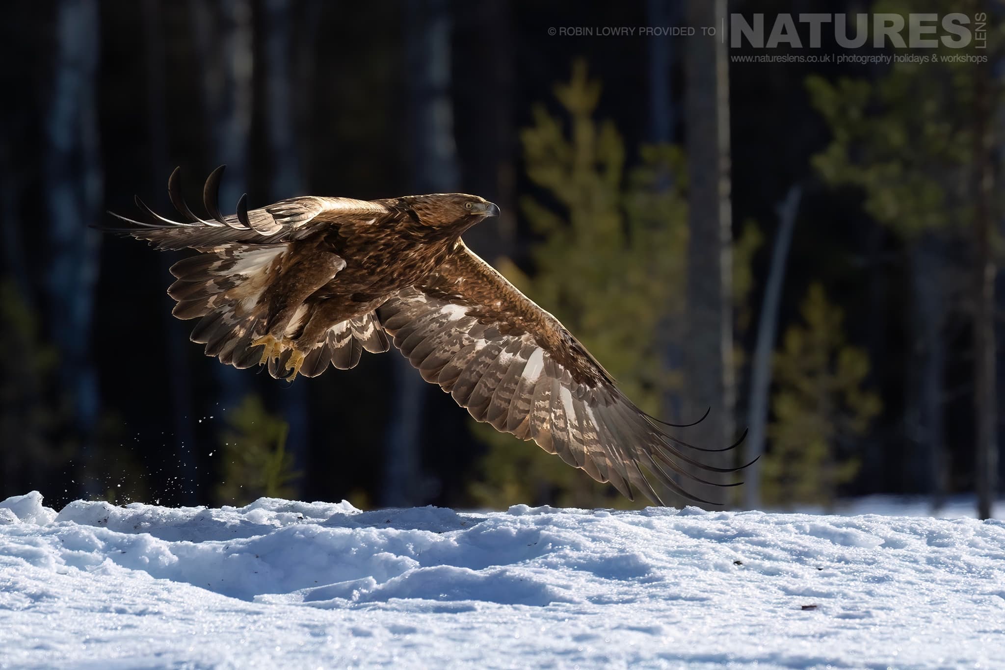 A Golden Eagle Flying Over Snowy Ground Photographed During The Natureslens Northern Swedens Eagles In Winter Photography Holiday A Golden Eagle Flying Over Snowy Ground Photographed During The Natureslens Northern Swedens Eagles In Winter Photography Holiday