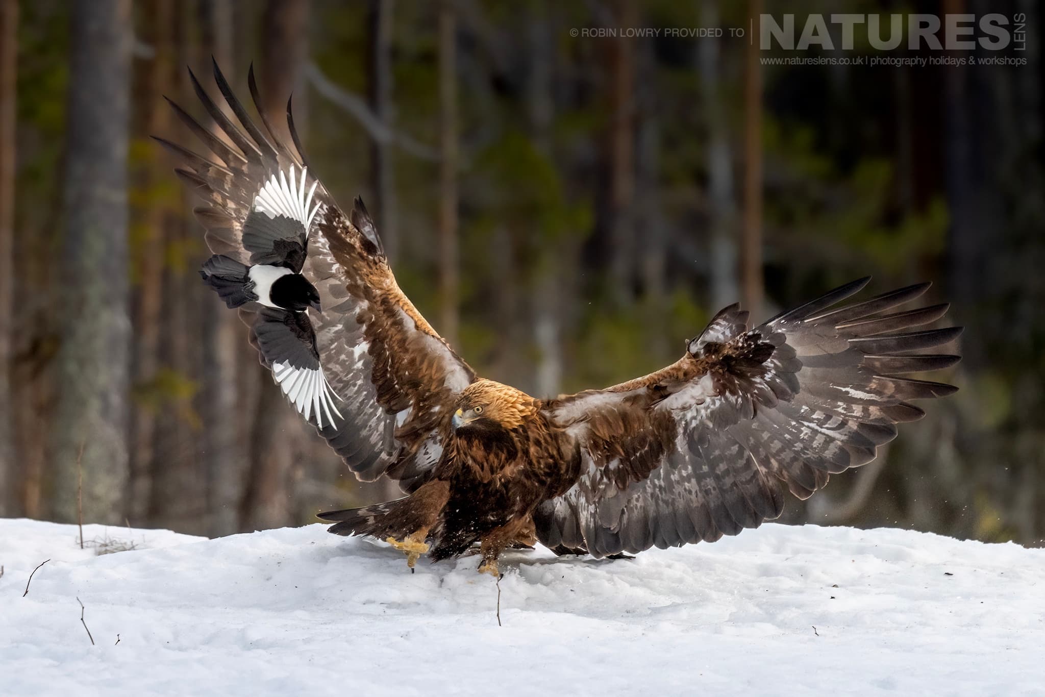 A Golden Eagle Landing On Snowy Ground 1 Photographed During The Natureslens Northern Swedens Eagles In Winter Photography Holiday A Golden Eagle Landing On Snowy Ground 1 Photographed During The Natureslens Northern Swedens Eagles In Winter Photography Holiday