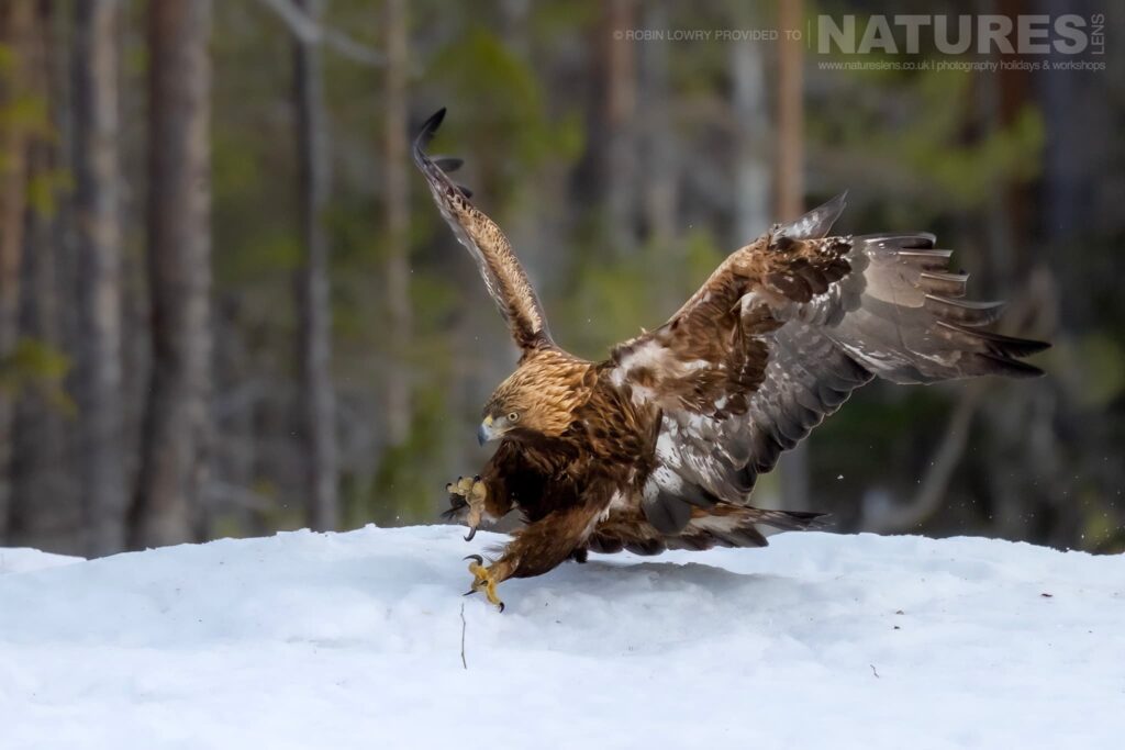 A Golden Eagle Landing On Snowy Ground Photographed During The Natureslens Northern Swedens Eagles In Winter Photography Holiday A Golden Eagle Landing On Snowy Ground In Northern Sweden