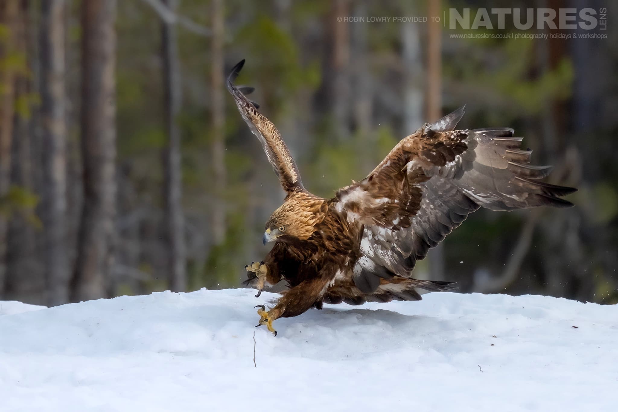 A Golden Eagle Landing On Snowy Ground Photographed During The Natureslens Northern Swedens Eagles In Winter Photography Holiday A Golden Eagle Landing On Snowy Ground Photographed During The Natureslens Northern Swedens Eagles In Winter Photography Holiday