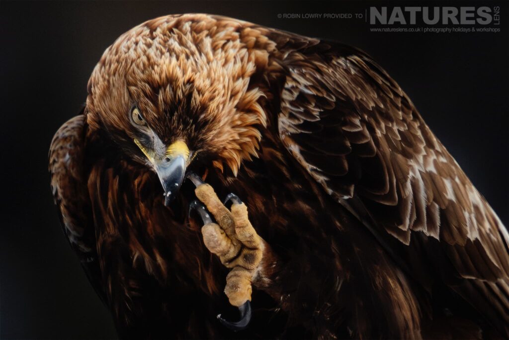 Two Winter Eagle Photography Experiences – Which One Suits You? with NaturesLens in {acf_year}