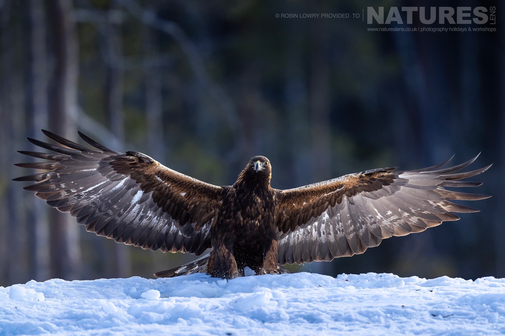 A Golden Eagle Spreading Wings On Snow Photographed During The Natureslens Northern Swedens Eagles In Winter Photography Holiday A Golden Eagle Spreading Wings On Snow Photographed During The Natureslens Northern Swedens Eagles In Winter Photography Holiday