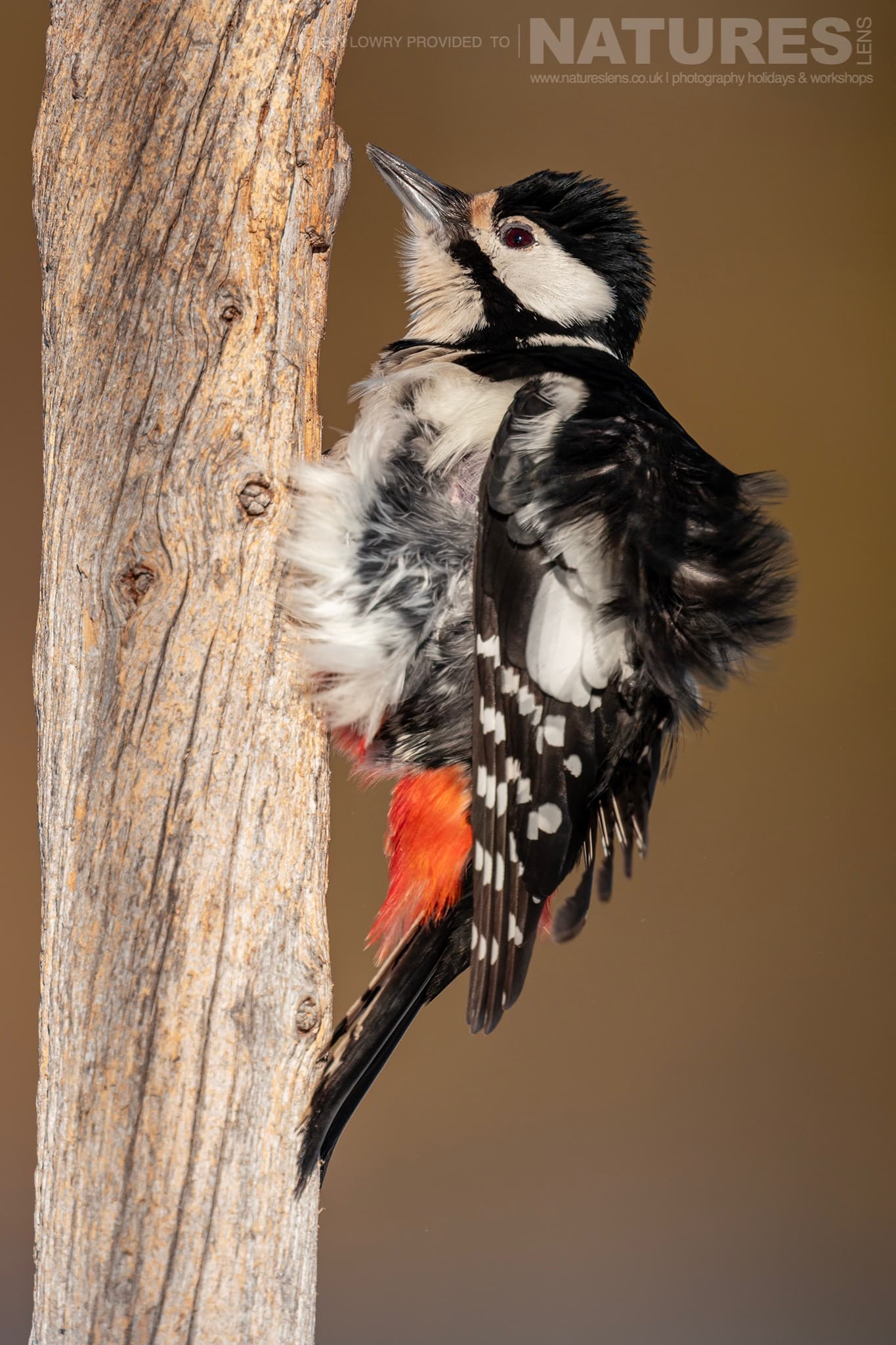 A Great Spotted Woodpecker On Tree Photographed During The Natureslens Northern Swedens Eagles In Winter Photography Holiday A Great Spotted Woodpecker On Tree Photographed During The Natureslens Northern Swedens Eagles In Winter Photography Holiday