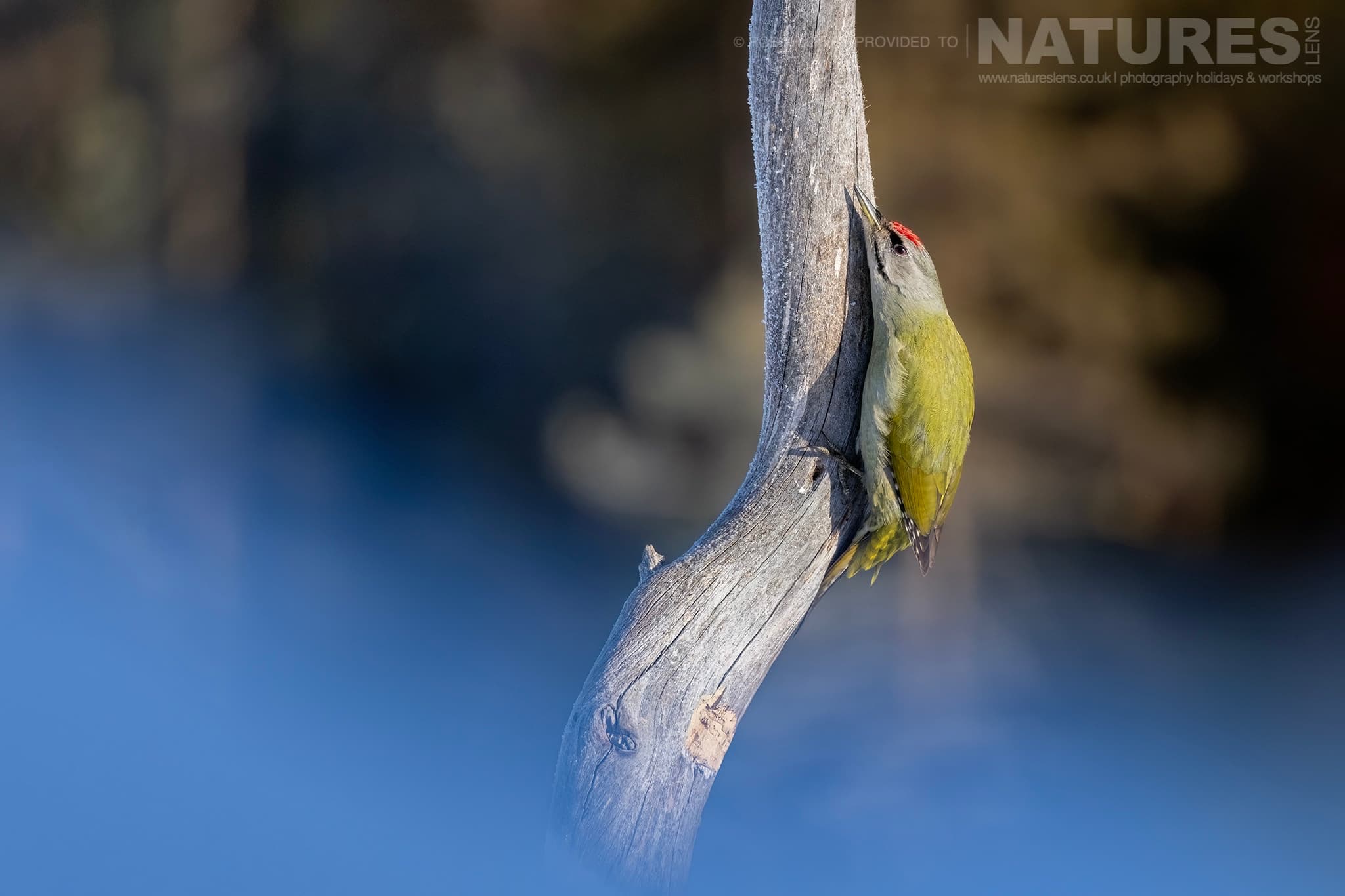 A Green Woodpecker Climbing A Tree Trunk Photographed During The Natureslens Northern Swedens Eagles In Winter Photography Holiday A Green Woodpecker Climbing A Tree Trunk Photographed During The Natureslens Northern Swedens Eagles In Winter Photography Holiday