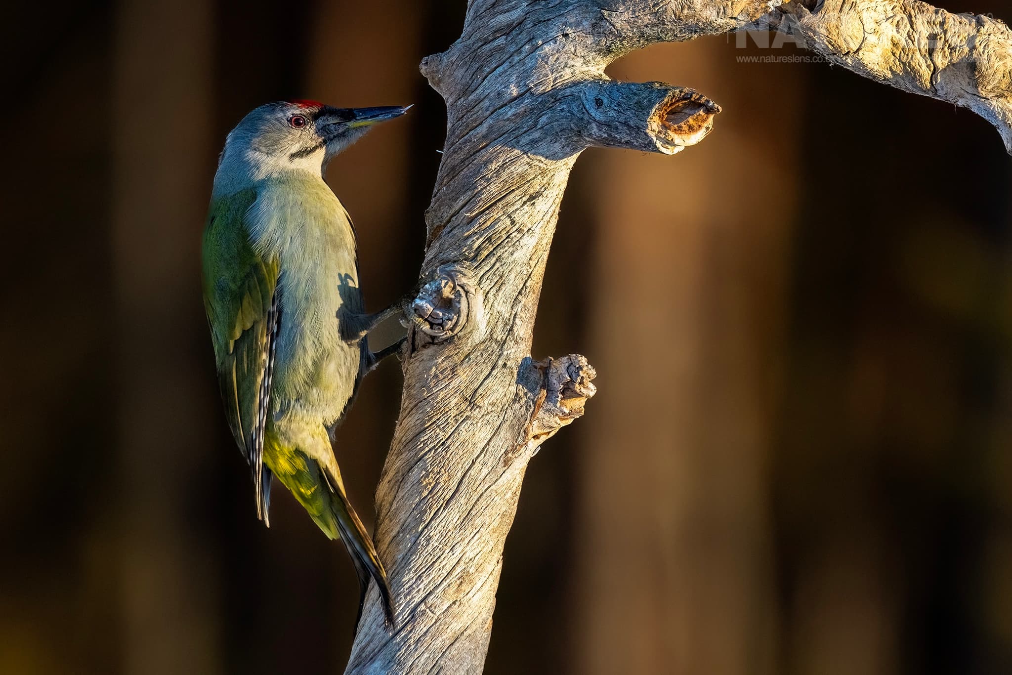 A Green Woodpecker On Tree Trunk Photographed During The Natureslens Northern Swedens Eagles In Winter Photography Holiday A Green Woodpecker On Tree Trunk Photographed During The Natureslens Northern Swedens Eagles In Winter Photography Holiday