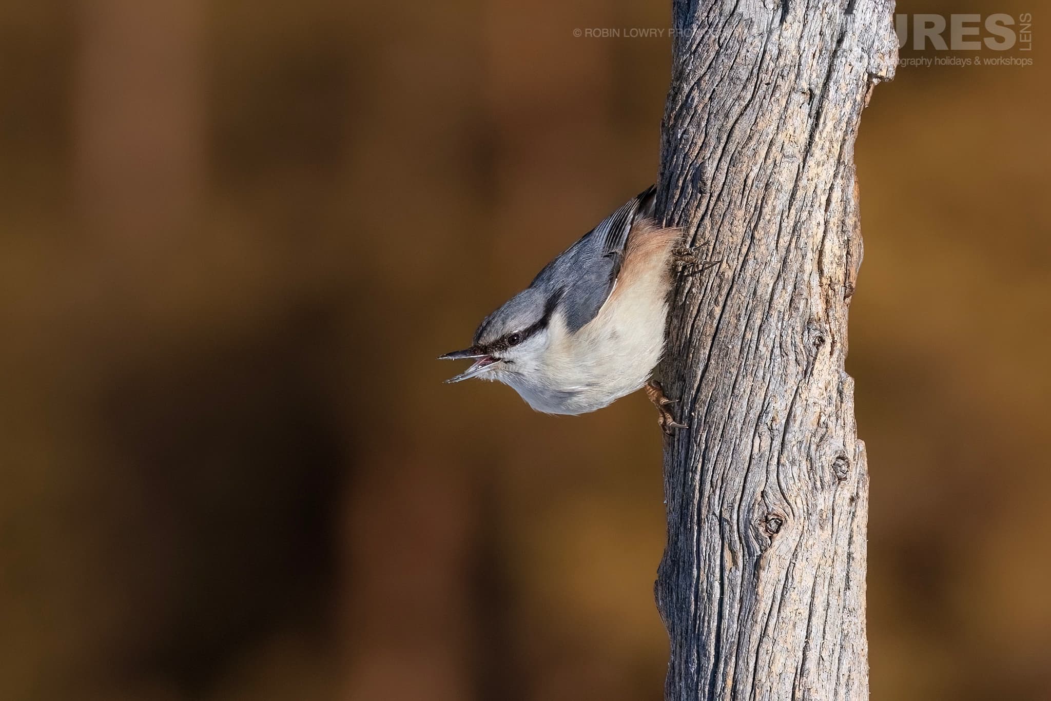 A Nuthatch Perched On Tree Bark Photographed During The Natureslens Northern Swedens Eagles In Winter Photography Holiday A Nuthatch Perched On Tree Bark Photographed During The Natureslens Northern Swedens Eagles In Winter Photography Holiday