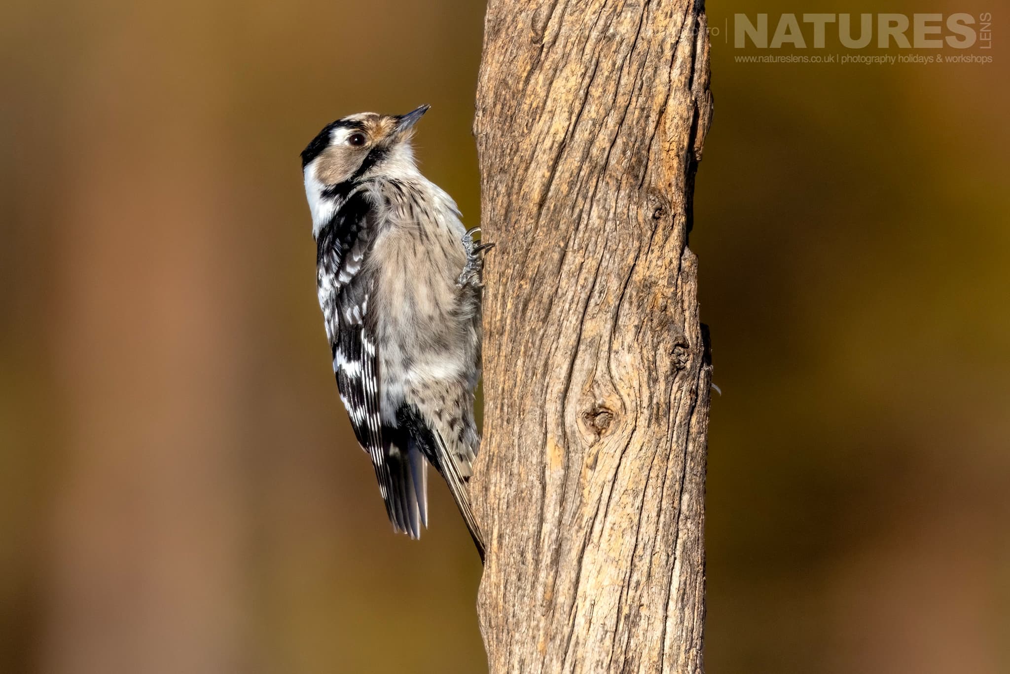 A Woodpecker Clinging To Tree Trunk Photographed During The Natureslens Northern Swedens Eagles In Winter Photography Holiday A Woodpecker Clinging To Tree Trunk Photographed During The Natureslens Northern Swedens Eagles In Winter Photography Holiday