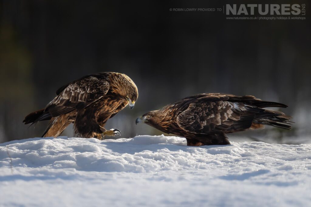 A Pair Of Golden Eagles Greeting One Other On Snow Photographed During The Natureslens Northern Swedens Eagles In Winter Photography Holiday
