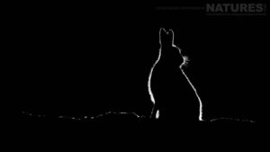 A backlit Arctic Hare photographed at the Varanger hide that NaturesLens use twice during their Arctic Wildlife of Varanger tour - 04