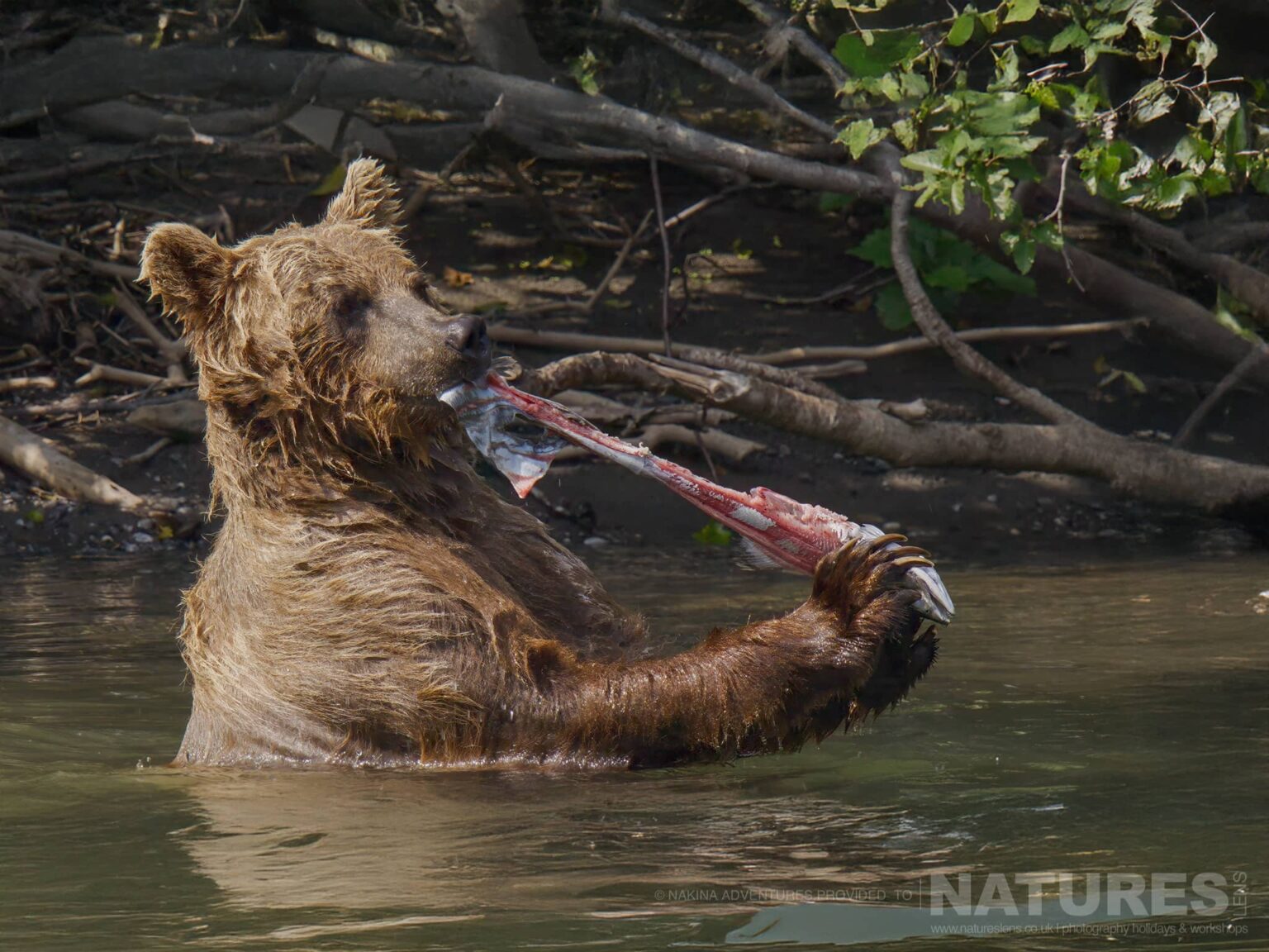 brown bear eating fish in river