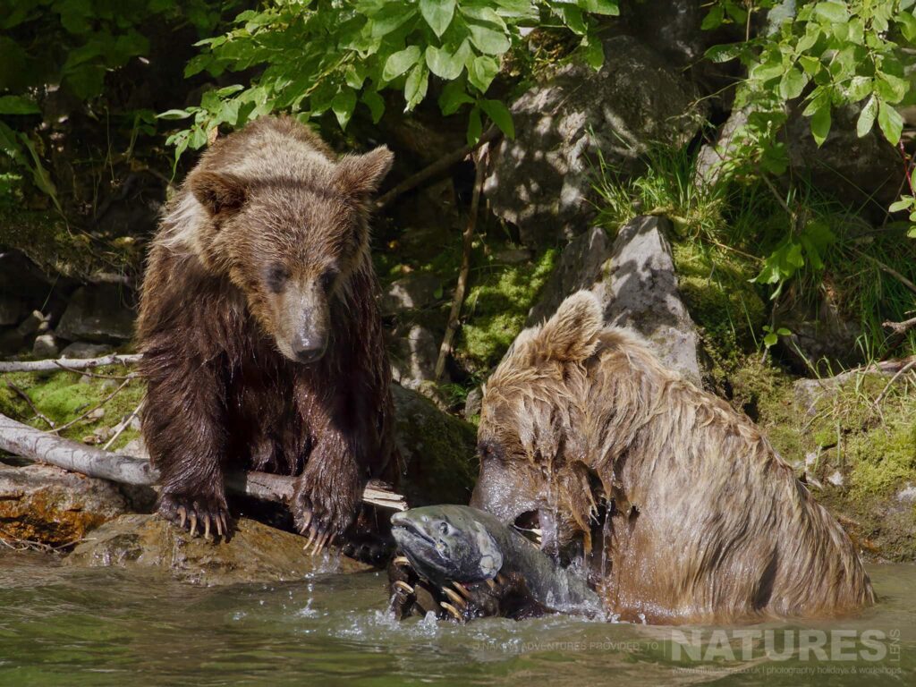 Brown Bears Catching Salmon In River Brown Bears Catching Salmon In A River