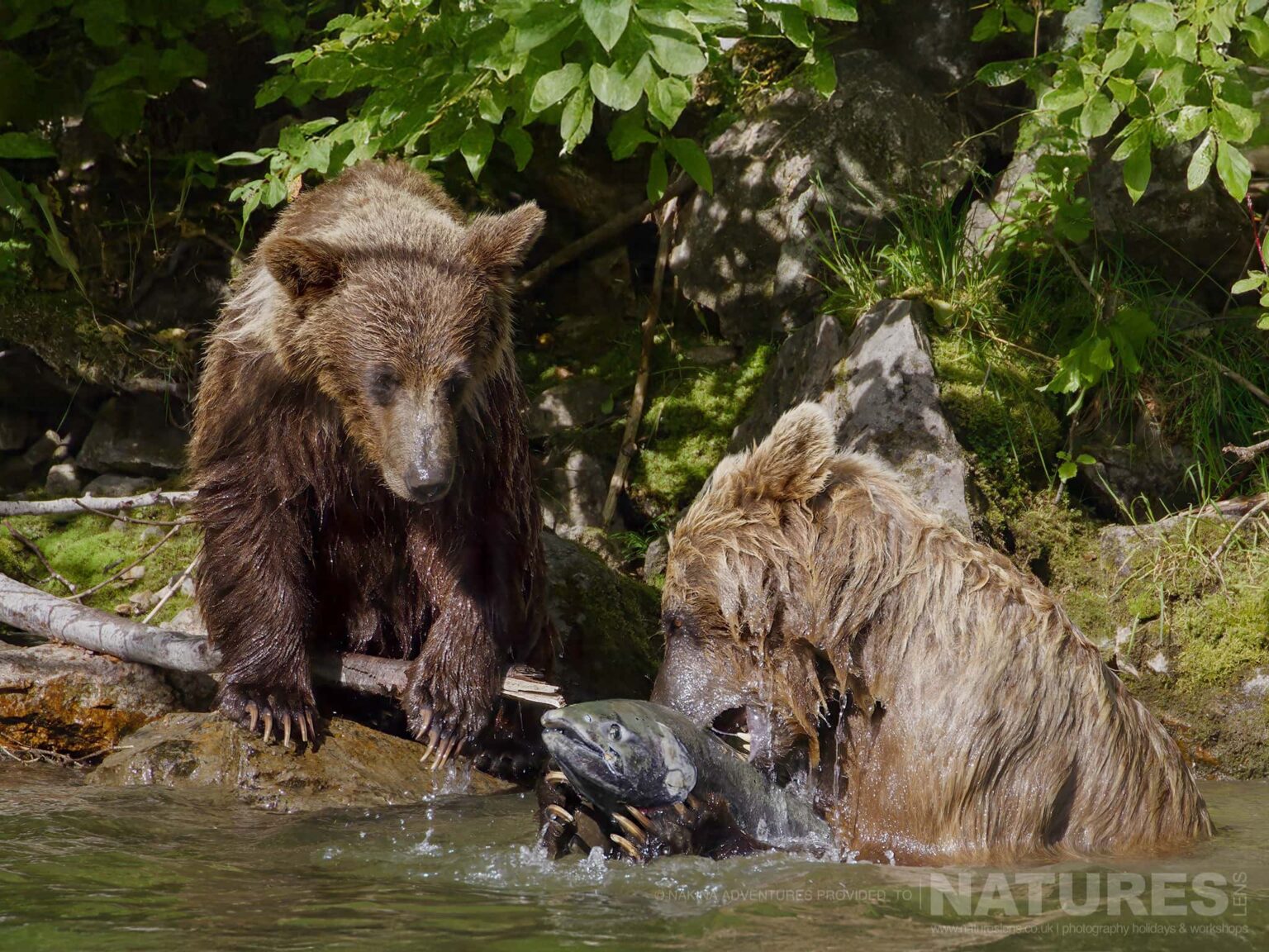 brown bears catching salmon in river
