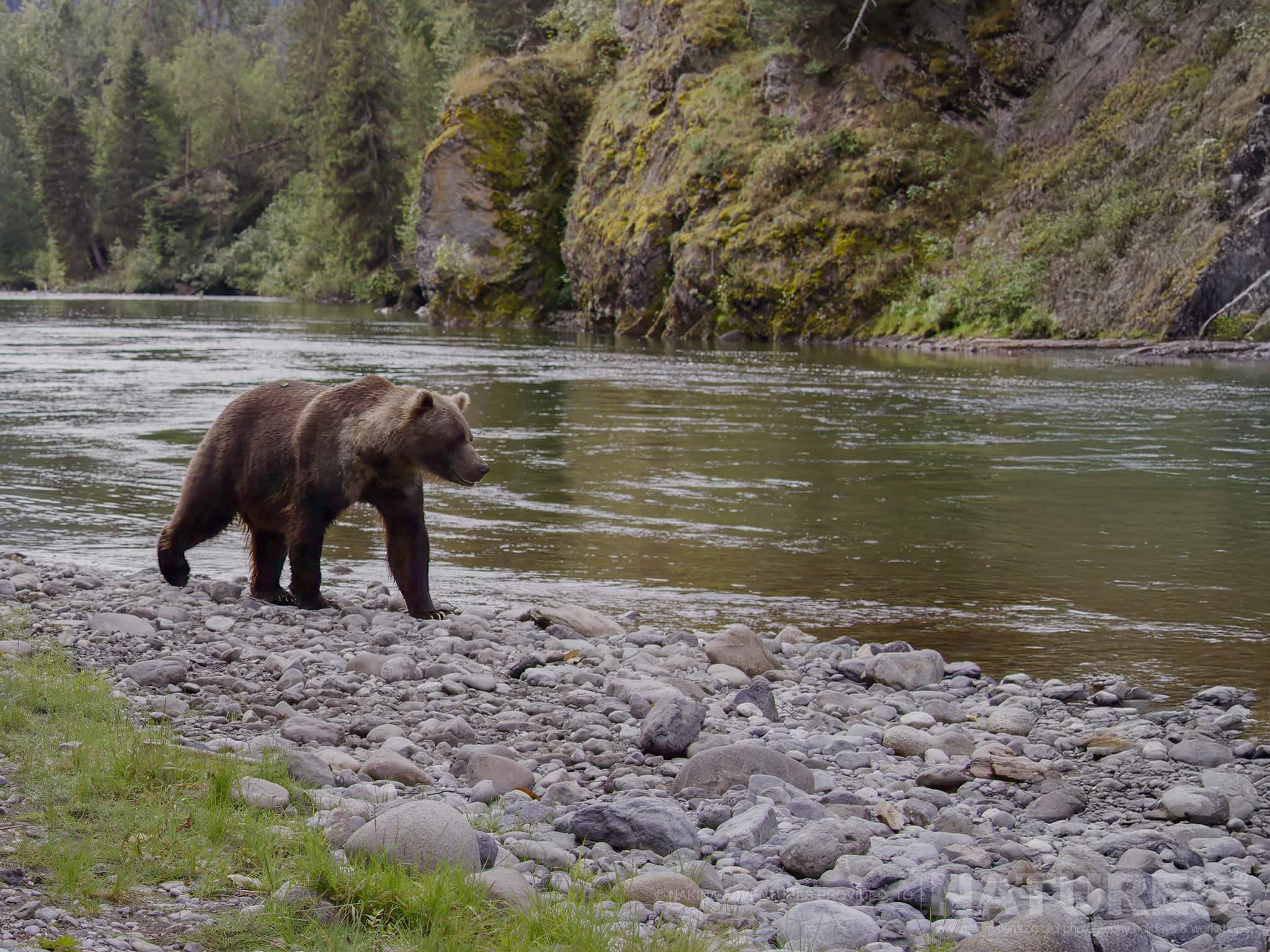 Grizzly Bear Walking By Forest River A Grizzly Bear Walking By A Forest River, Photographed On The Natureslens Grizzly Bears Of British Columbia Photography Holiday