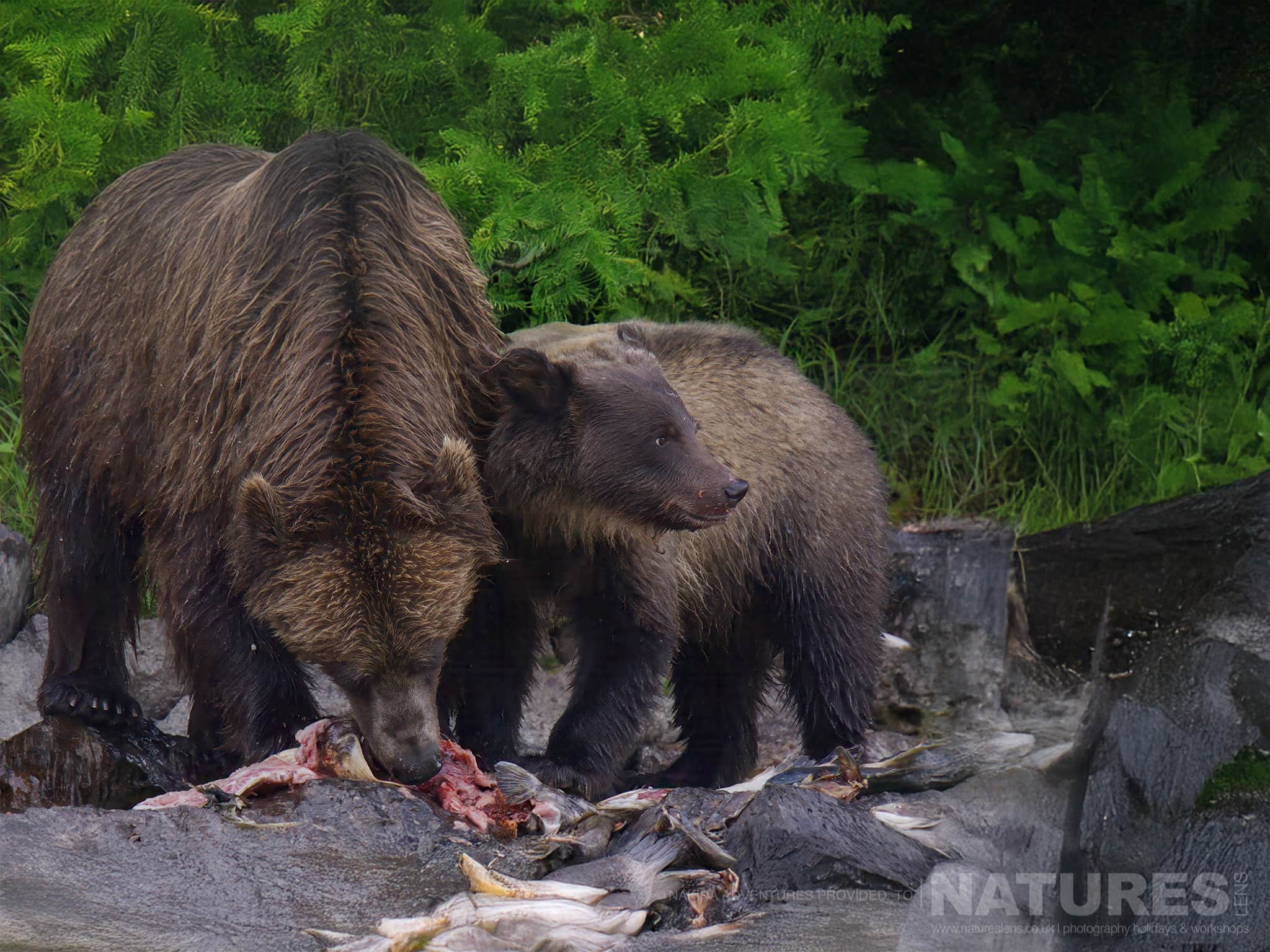 Grizzly Bears Eating Fish By River A Grizzly Bear Eating Fish By The River, Photographed On The Natureslens Grizzly Bears Of British Columbia Photography Holiday