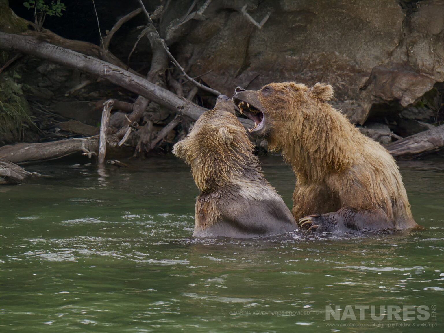 two brown bears fighting in river