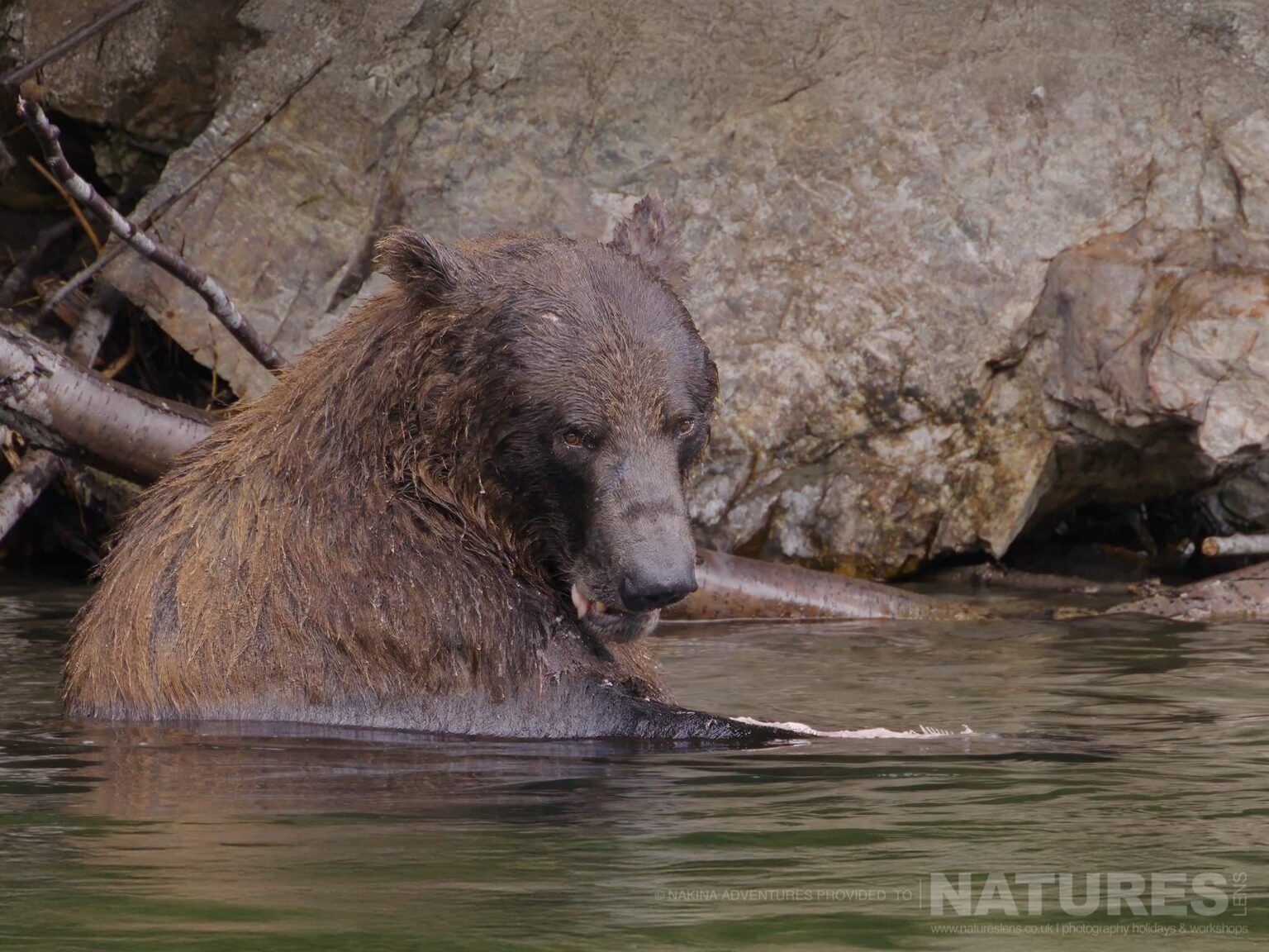 wet grizzly bear resting in river