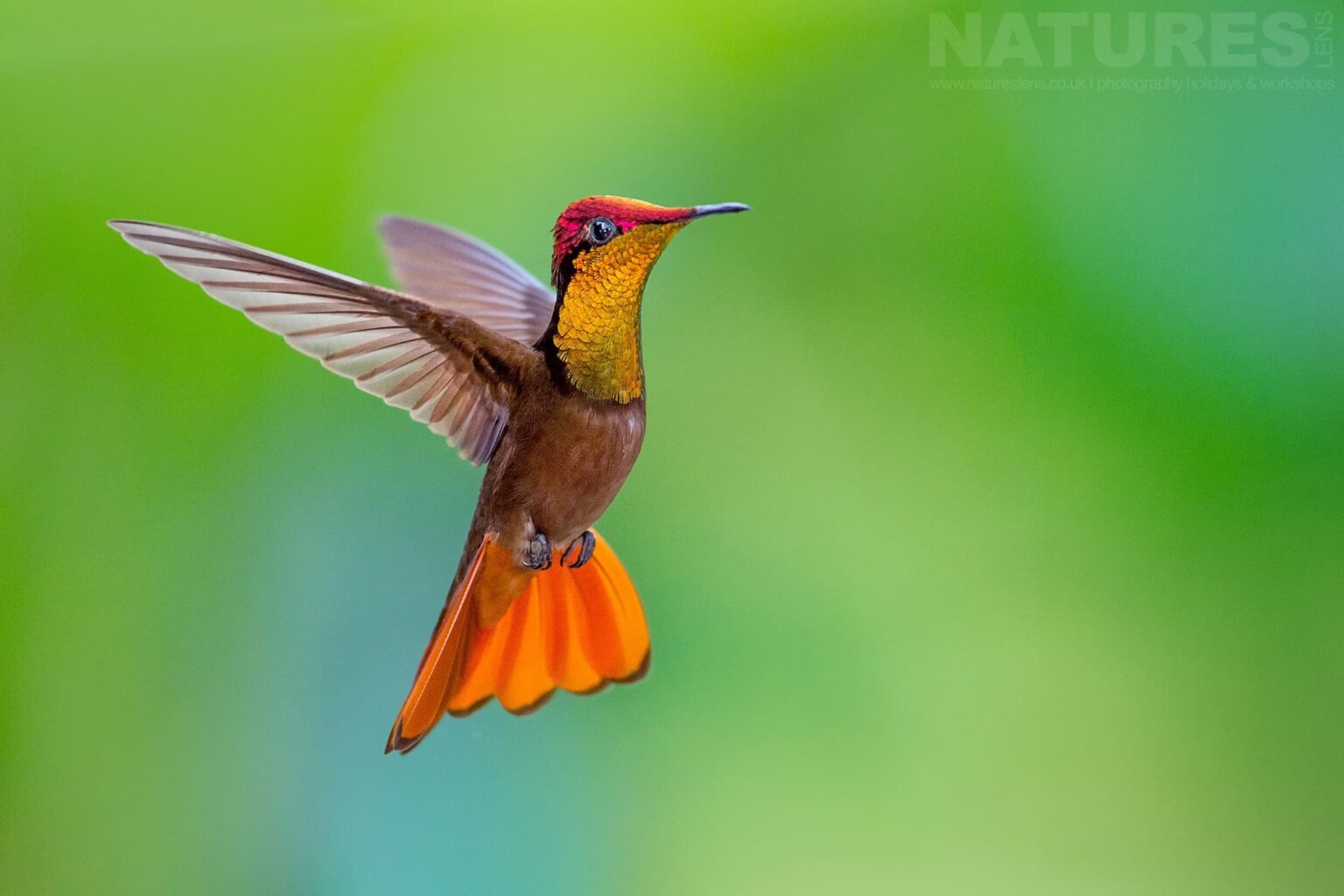 A Ruby Topaz Hummingbird dancing in the air photographed in Trinidad at the locations used by the NaturesLens Tropical Birds Of Trinidad Photography Holiday