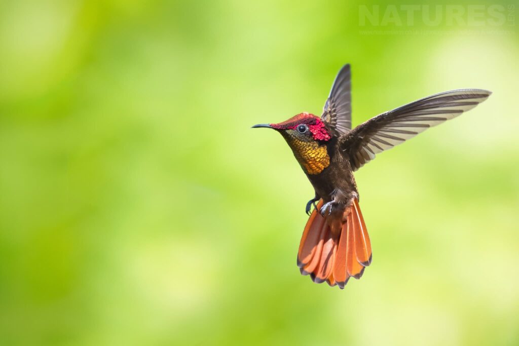 Join Us For The Tropical Birds Of Trinidad Photography Tour