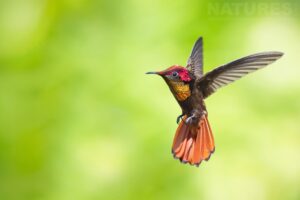 A Ruby Topaz Hummingbird (Chrysolampis Mosquitus) Hovering In The Air Photographed In Trinidad At The Locations Used By The Natureslens Tropical Birds Of Trinidad Photography Holiday