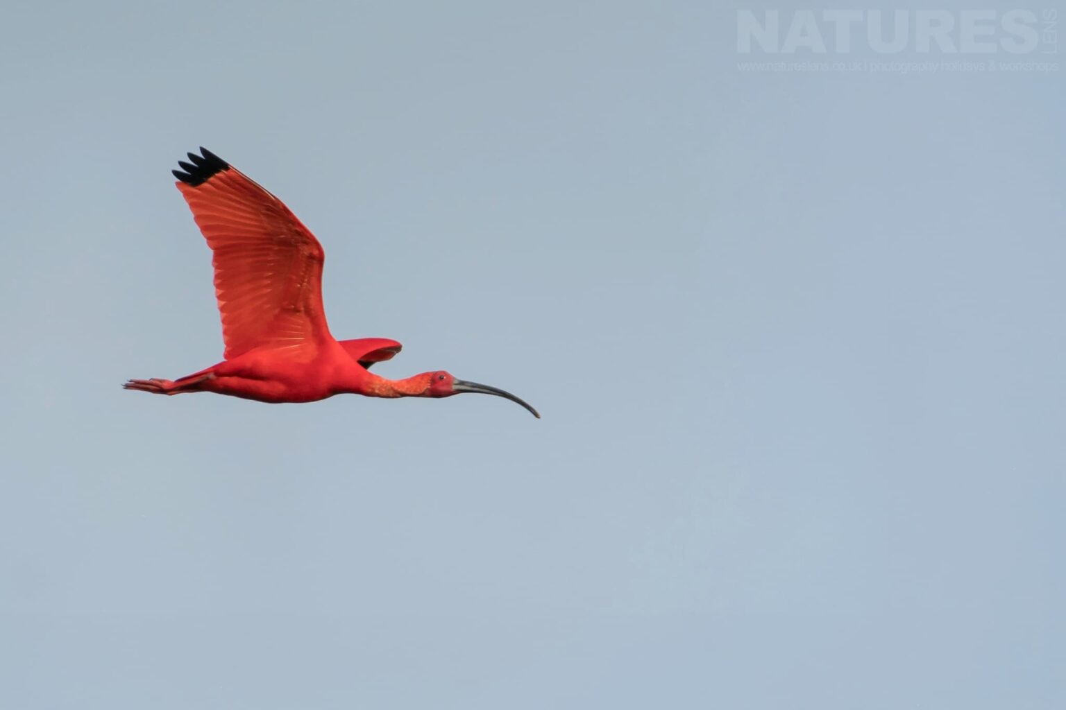 A Scarlet Ibis in Trinidad photographed in Trinidad at the locations used by the NaturesLens Tropical Birds Of Trinidad Photography Holiday
