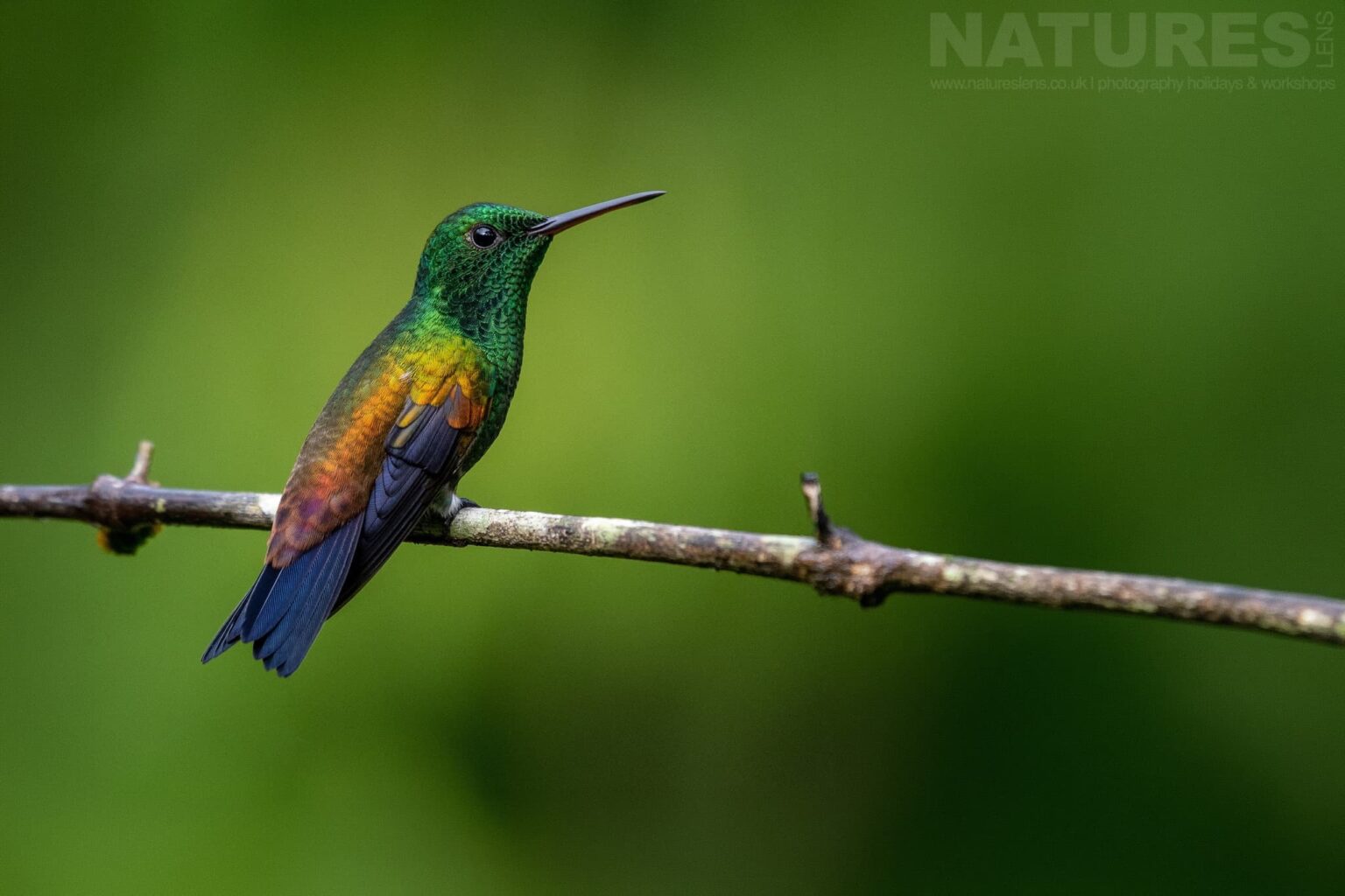 A Small copper rump hummingbird in low light photographed in Trinidad at the locations used by the NaturesLens Tropical Birds Of Trinidad Photography Holiday