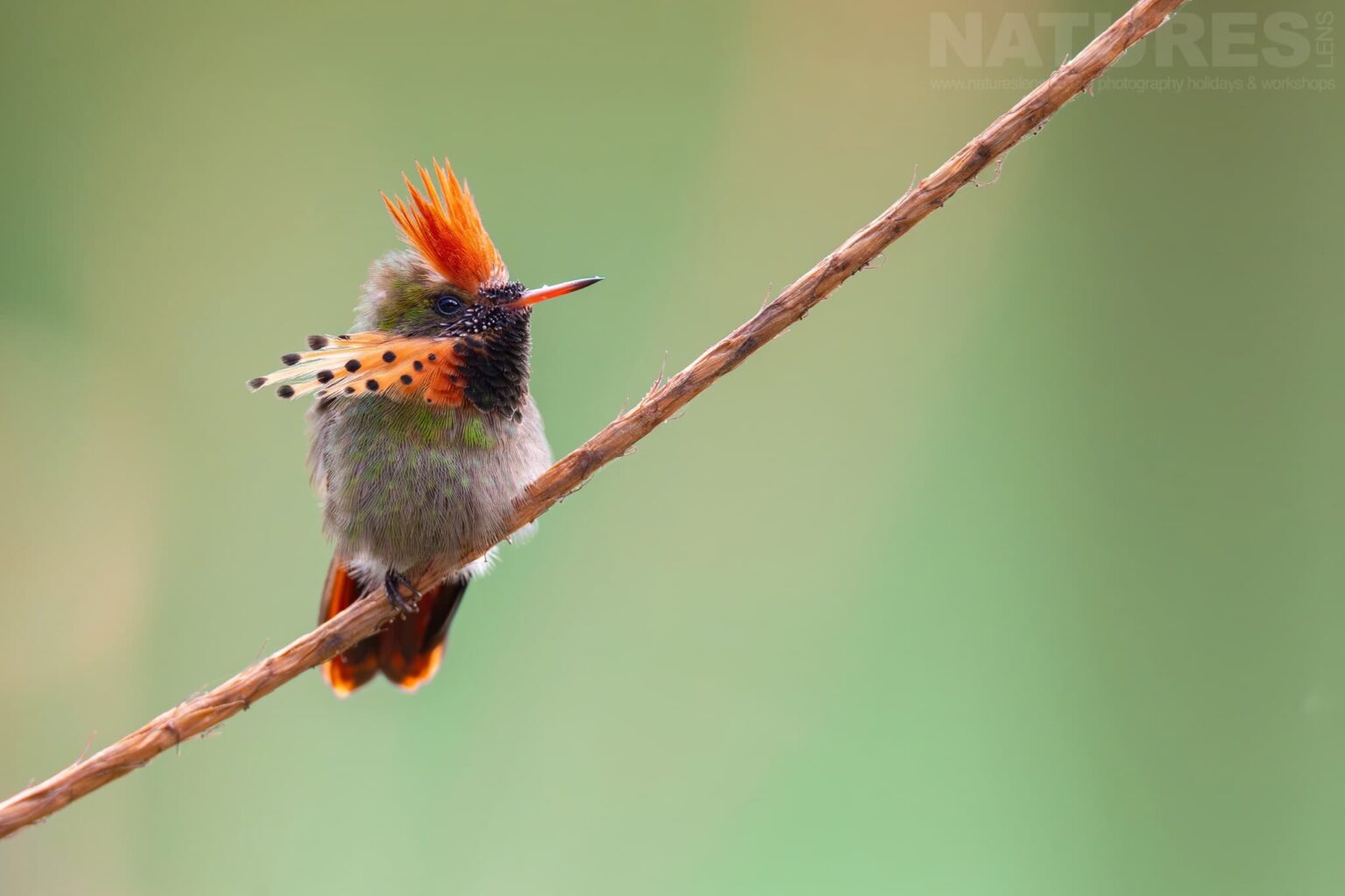 A Tufted Coquette at Asa Wright Nature Centre photographed in Trinidad at the locations used by the NaturesLens Tropical Birds Of Trinidad Photography Holiday