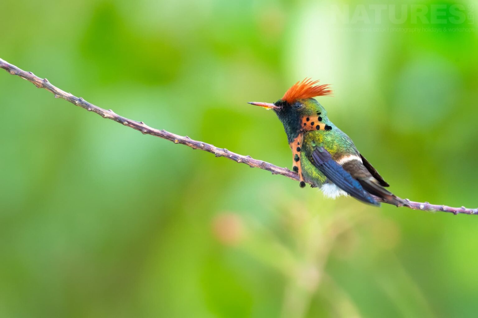 A Tufted Coquette hummingbird perching on a branch in a tropical garden photographed in Trinidad at the locations used by the NaturesLens Tropical Birds Of Trinidad Photography Holiday
