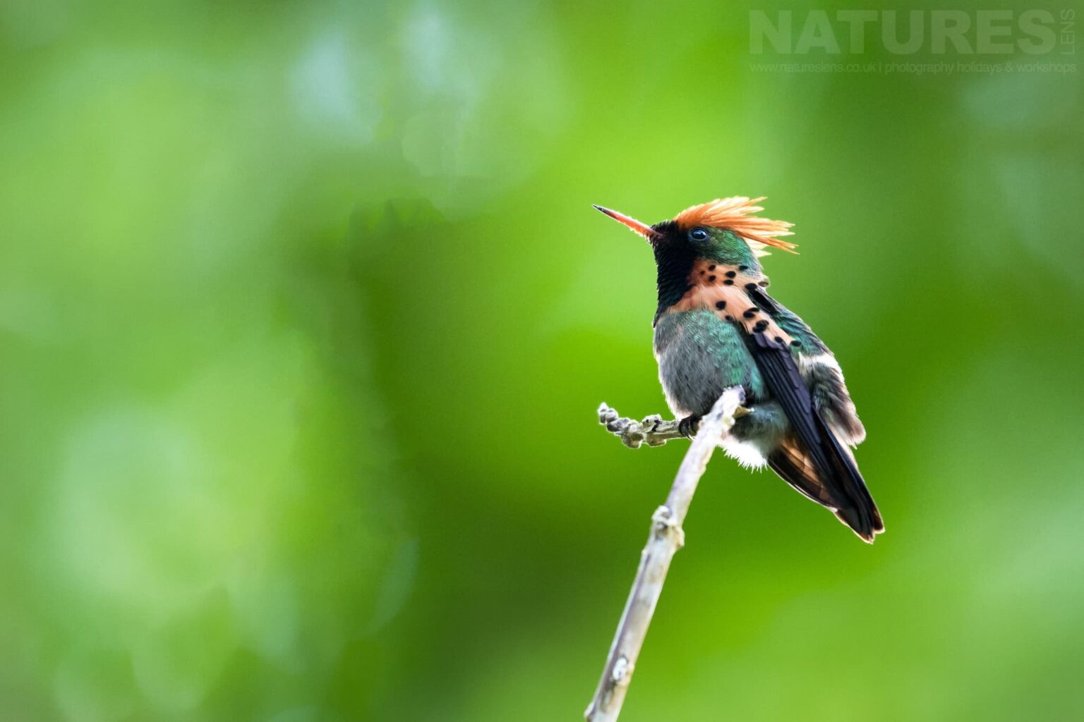 A Tufted Coquette perching under the canopy of the rain forest photographed in Trinidad at the locations used by the NaturesLens Tropical Birds Of Trinidad Photography Holiday