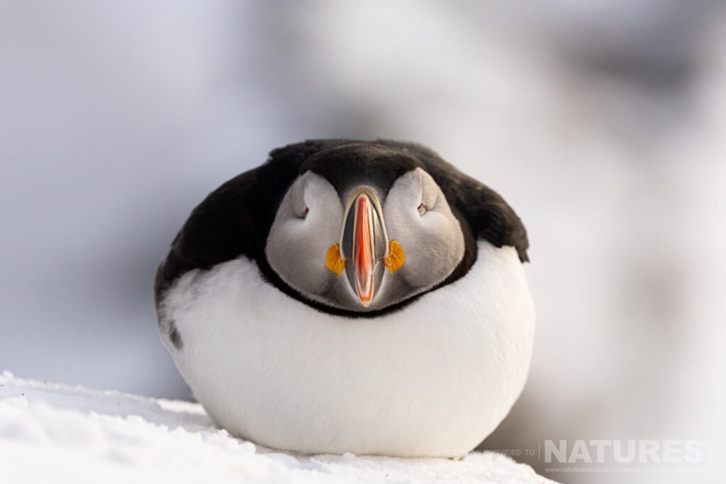 Winter Wildlife of Arctic Varanger with NaturesLens