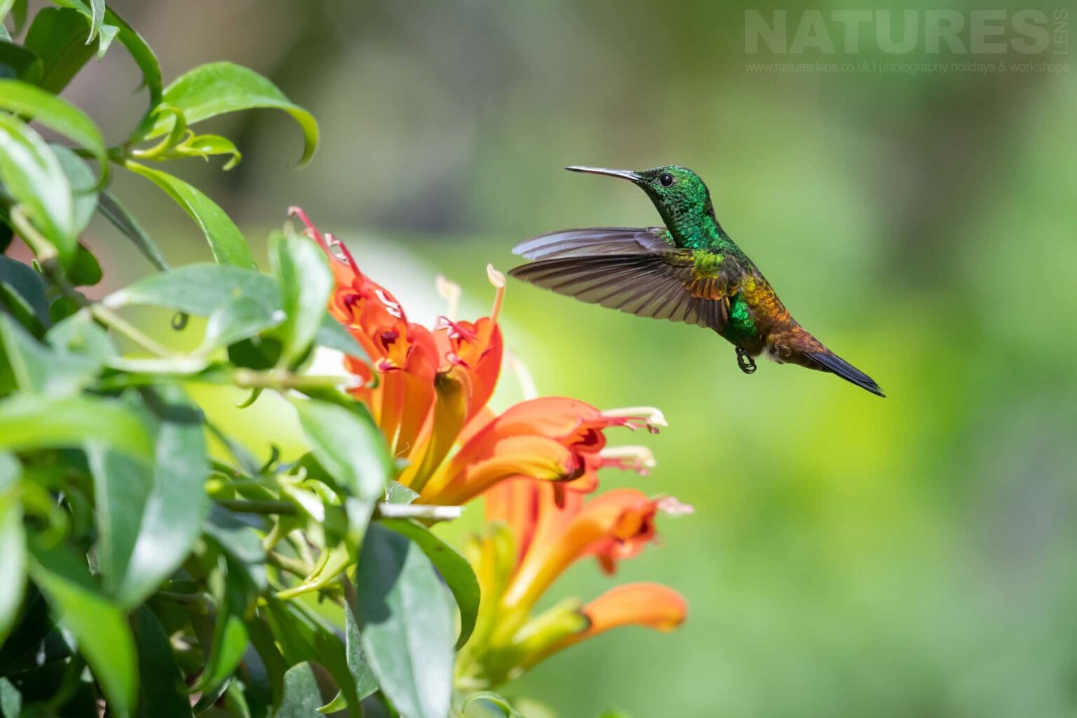 A shiny green Copper-rumped hummingbird photographed in Trinidad at the locations used by the NaturesLens Tropical Birds Of Trinidad Photography Holiday