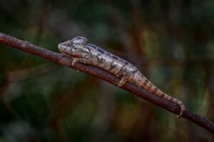 Madagascar Wildlife - Furcifer Oustaleti Chameleon