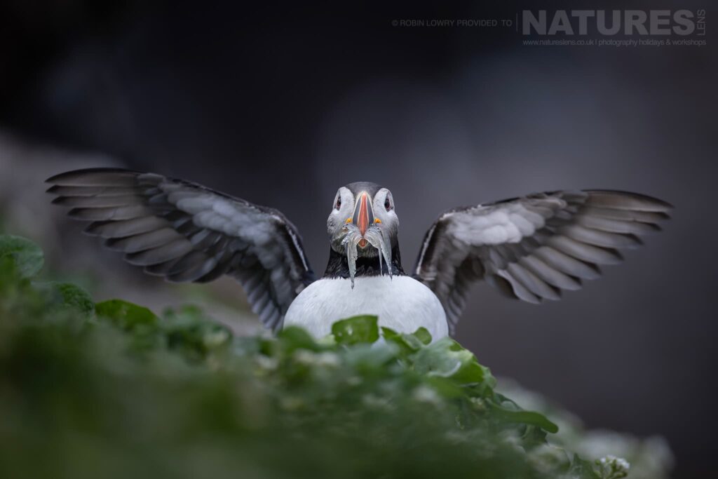 Puffins of Iceland with NaturesLens