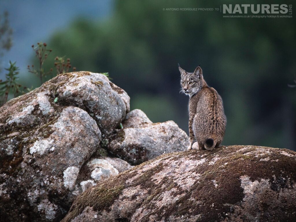Photograph Iberian Lynx in Summer with NaturesLens during 2027
