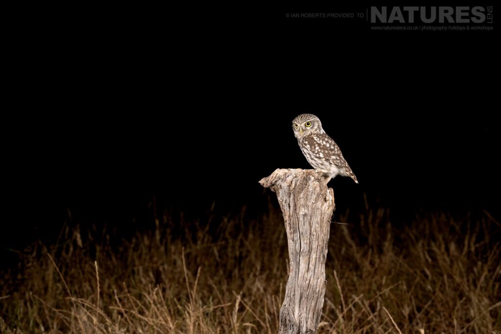 A Little Owl Perched On Tree Stump At Night Photographed By Ian Roberts During The Natureslens Birds Of Extremadura Photography Holiday Little Owl Perched On A Tree Stump At Night