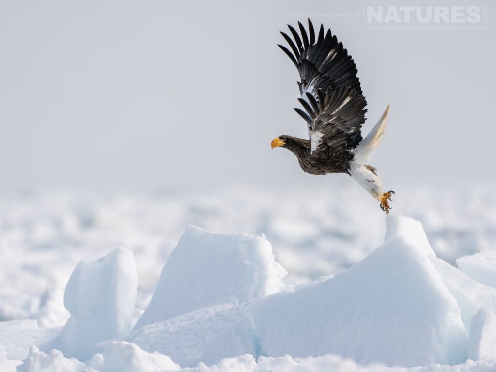 Join Us For The Amazing Japanese Wildlife in Winter Photography Tour