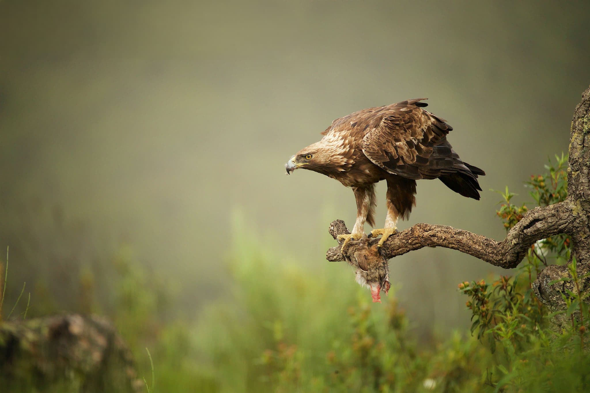 One Of The Golden Eagles Found At The Mountain Side Hide Photographed On The Estate Used For The Birds Of Extremadura Photography Holiday