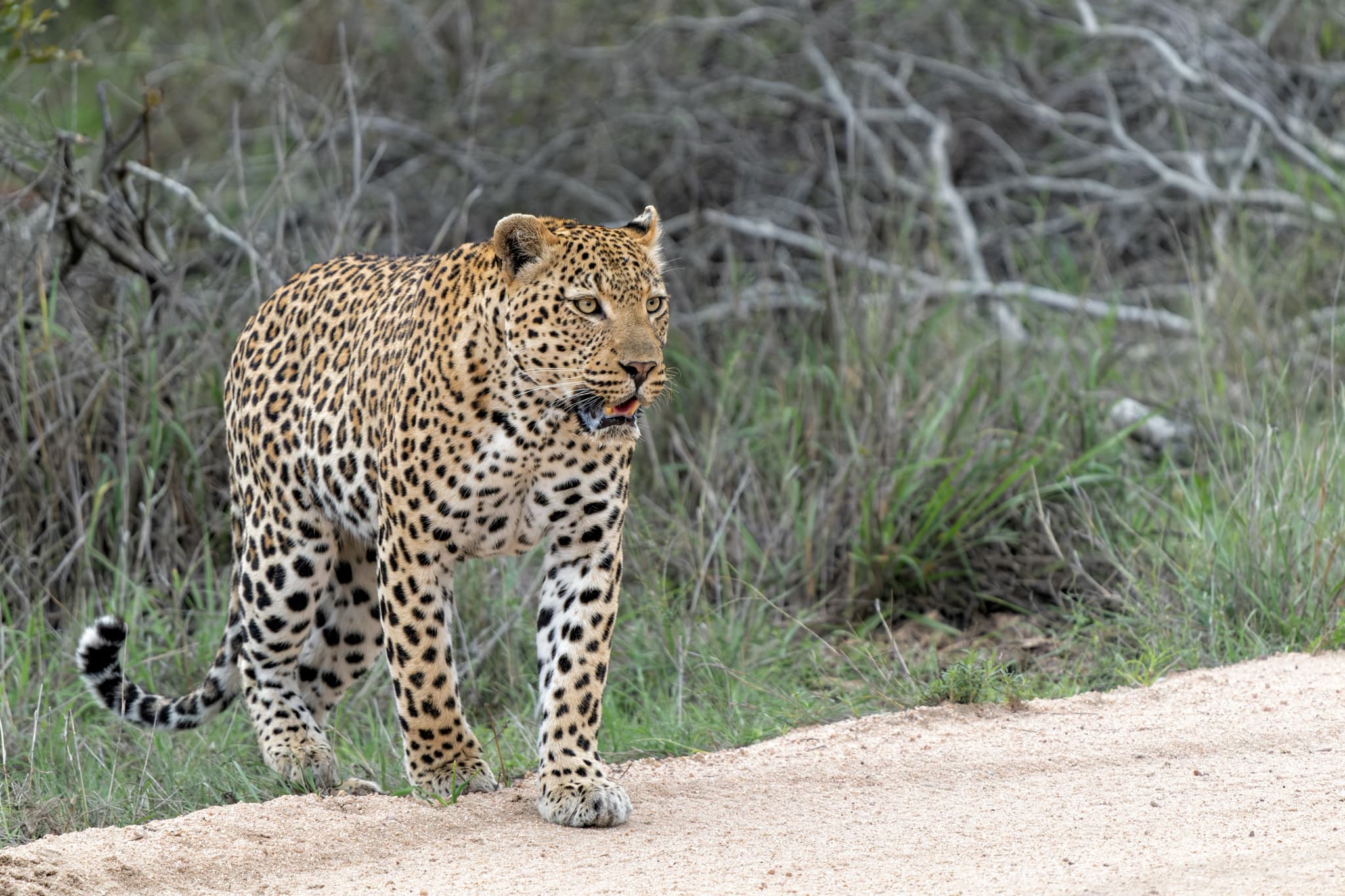 View Details Of The Big Five & other African Wildlife of Karongwe Photography Safari