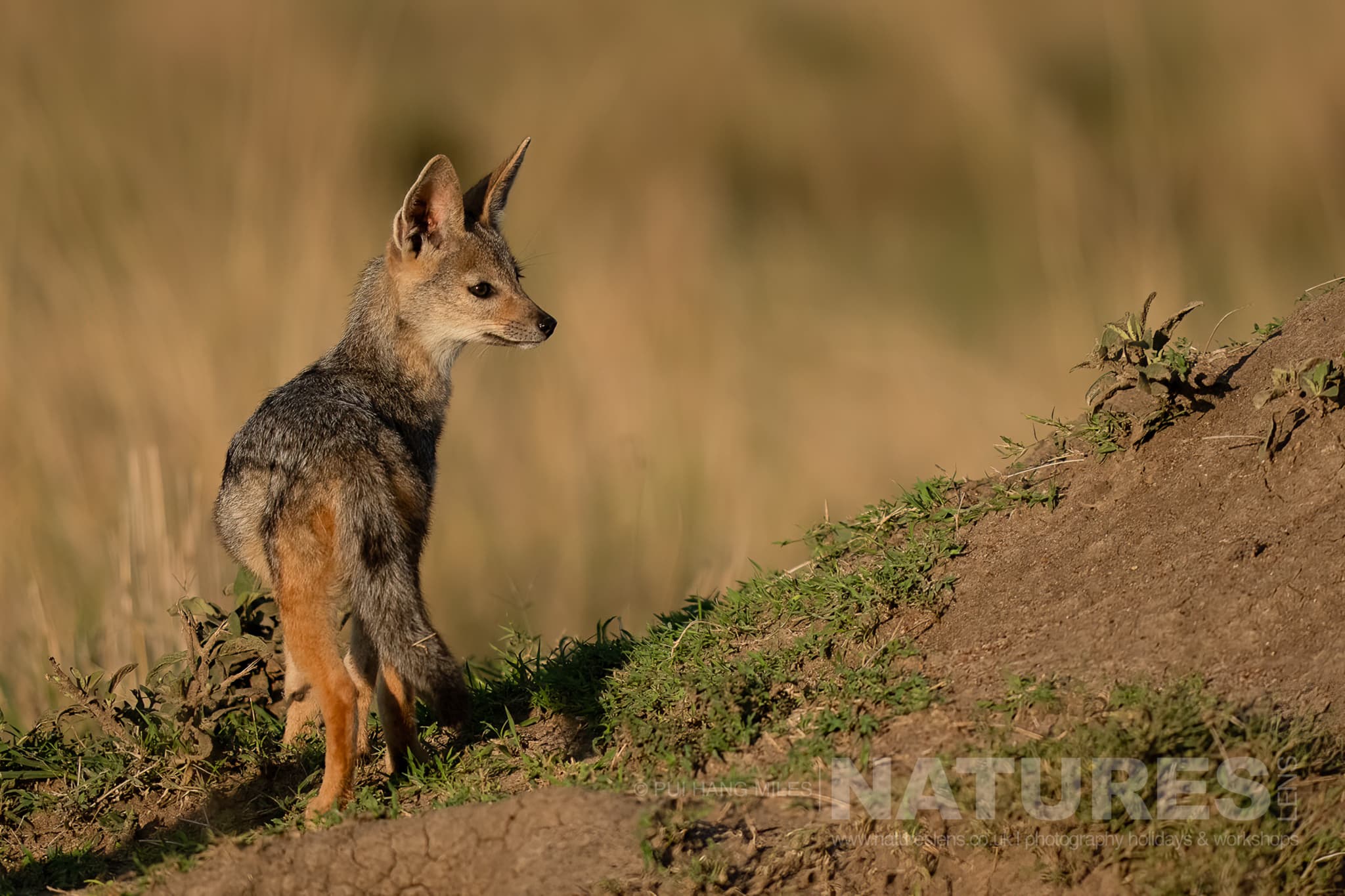 A Black Backed Jackal photographed in the Maasai Mara