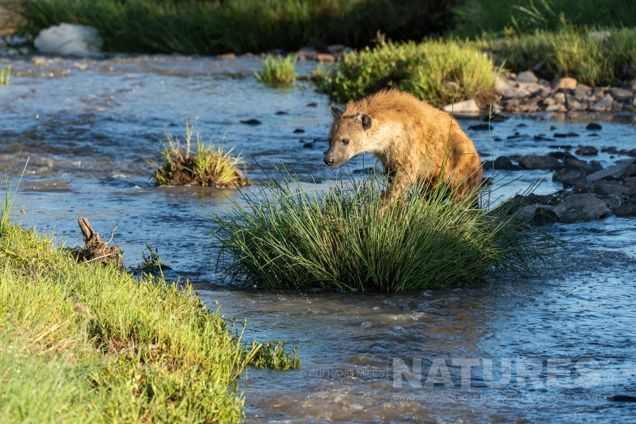 Brown Hyena attempting to cross a river photographed in the Maasai Mara